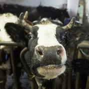 Deux ans de prison requis contre un éleveur bovin pour maltraitance