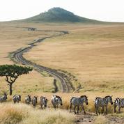 Safari au Kenya : les six parcs et réserves incontournables