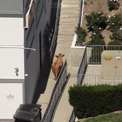 En Californie, une vache se lance dans une folle escapade sur l'autoroute