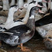 Grippe aviaire : des mesures strictes annoncées en Vendée