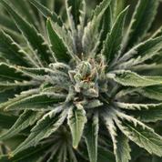 Strasbourg : saisie «record» de 1,7 tonne de résine de cannabis