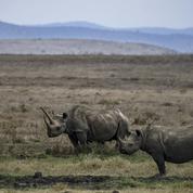 La Banque Mondiale émet des obligations pour protéger les rhinocéros noirs