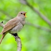 Le rossignol philomèle, un oiseau chanteur émérite