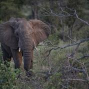 Ouganda : un chercheur colombien tué par un éléphant