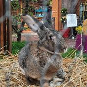 Colmar : Schmoutzi, le lapin géant vedette du marché de Pâques de Colmar, a été volé