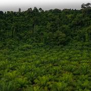 L'Indonésie va interdire les exportations d'huile de palme
