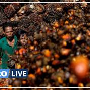 L'Indonésie met le marché des huiles végétales sous tension