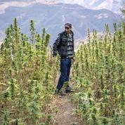 Maroc: saisie record de plus de 31 tonnes de cannabis