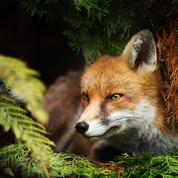 Un renard s'infiltre dans le zoo de Washington et tue 25 flamants rouges