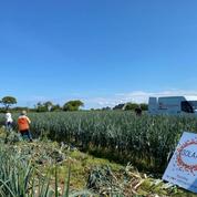 Côtes-d’Armor : 120 tonnes de poireaux bio évitent la destruction grâce à une association caritative