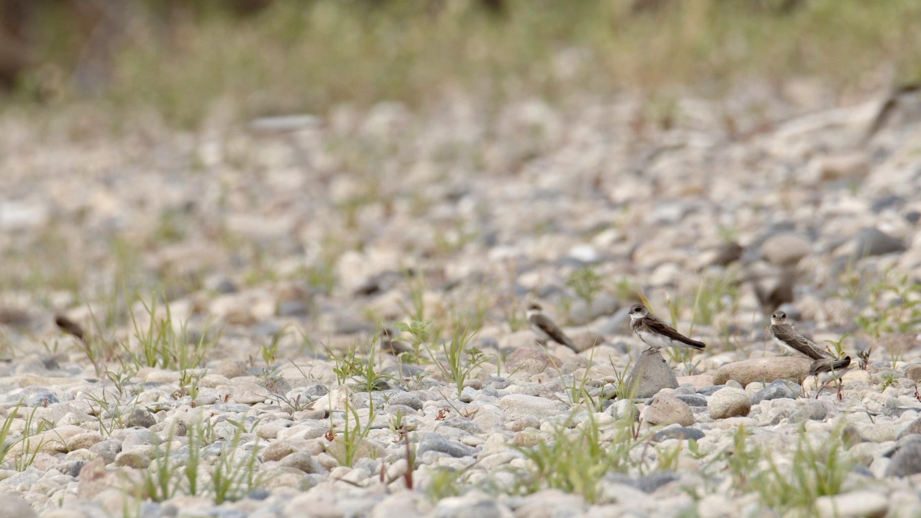 « Le Sacre du printemps » diffusé en direct sur France 2 : une immersion dans la nature normande à travers la « slow télé » — Info & Société