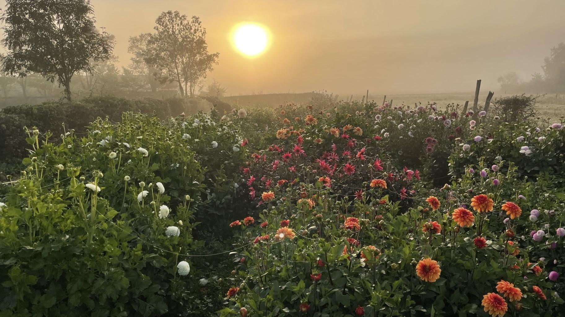 Journées de la Fleur Française, un patrimoine végétal à découvrir ce week-end