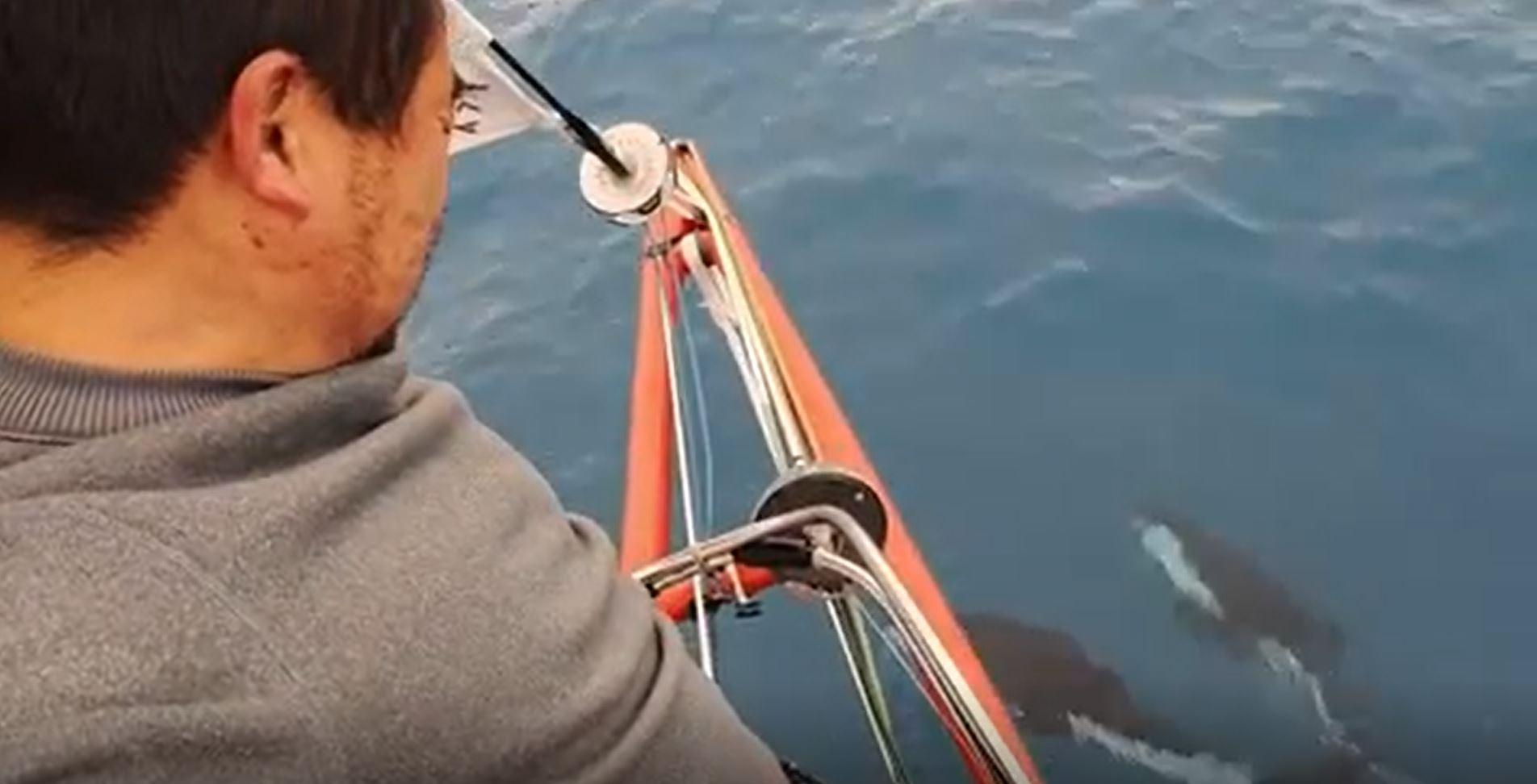 Vendée Globe : les belles images de cétacés accompagnant le bateau de Jingkun Xu