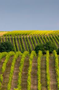 Référencez vos domaines et vos vins sur le site du Figaro