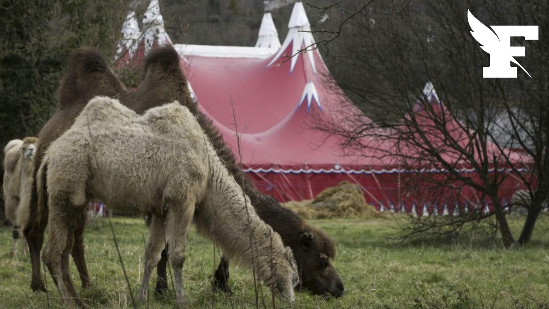 À Saint-Nazaire, des chameaux du cirque Zavatta ont fait irruption dans un boulodrome