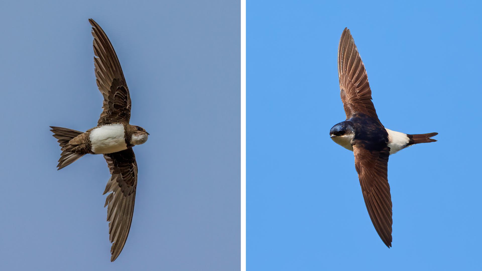 Martinet ou hirondelle ? Ce détail qui vous donnera toujours raison