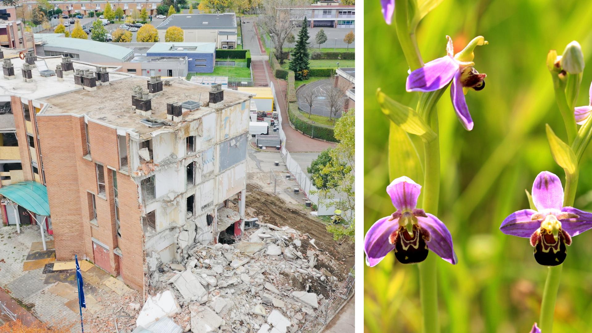Image d’archives de démolitions dans le quartier de la Bourgogne, à Tourcoing et vue d’une série d’Ophrys abeille.