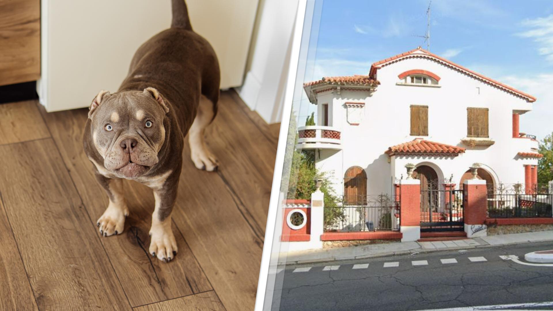 La maison qui a été squattée, gardée par un pitbull (photo d’illustration d’un American Bully), est dans un état «délabré» et des «odeurs nauséabondes» s’en dégagent.