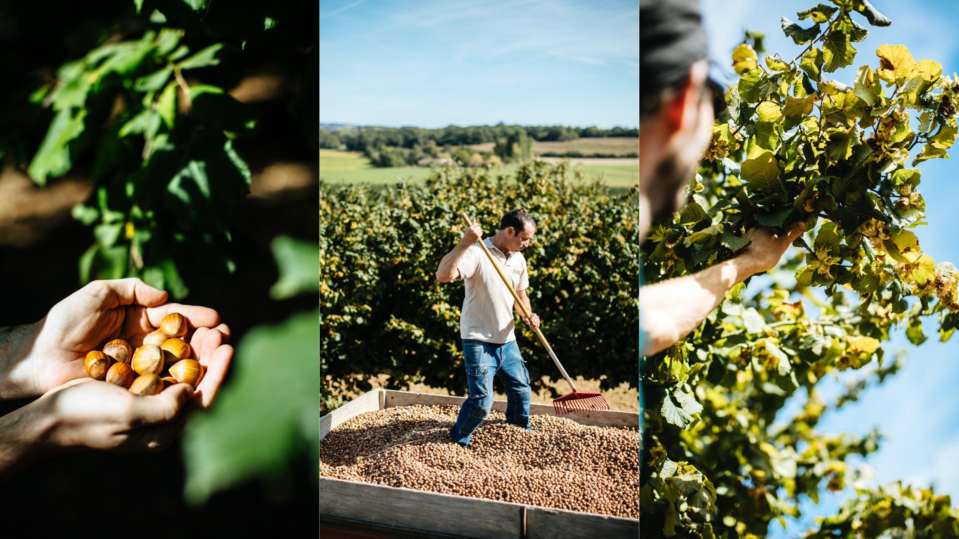 «Les écolos l’ont tuée»: la filière de la noisette française au bord du gouffre, sacrifiée sur l’autel d’une «idéologie dogmatique»