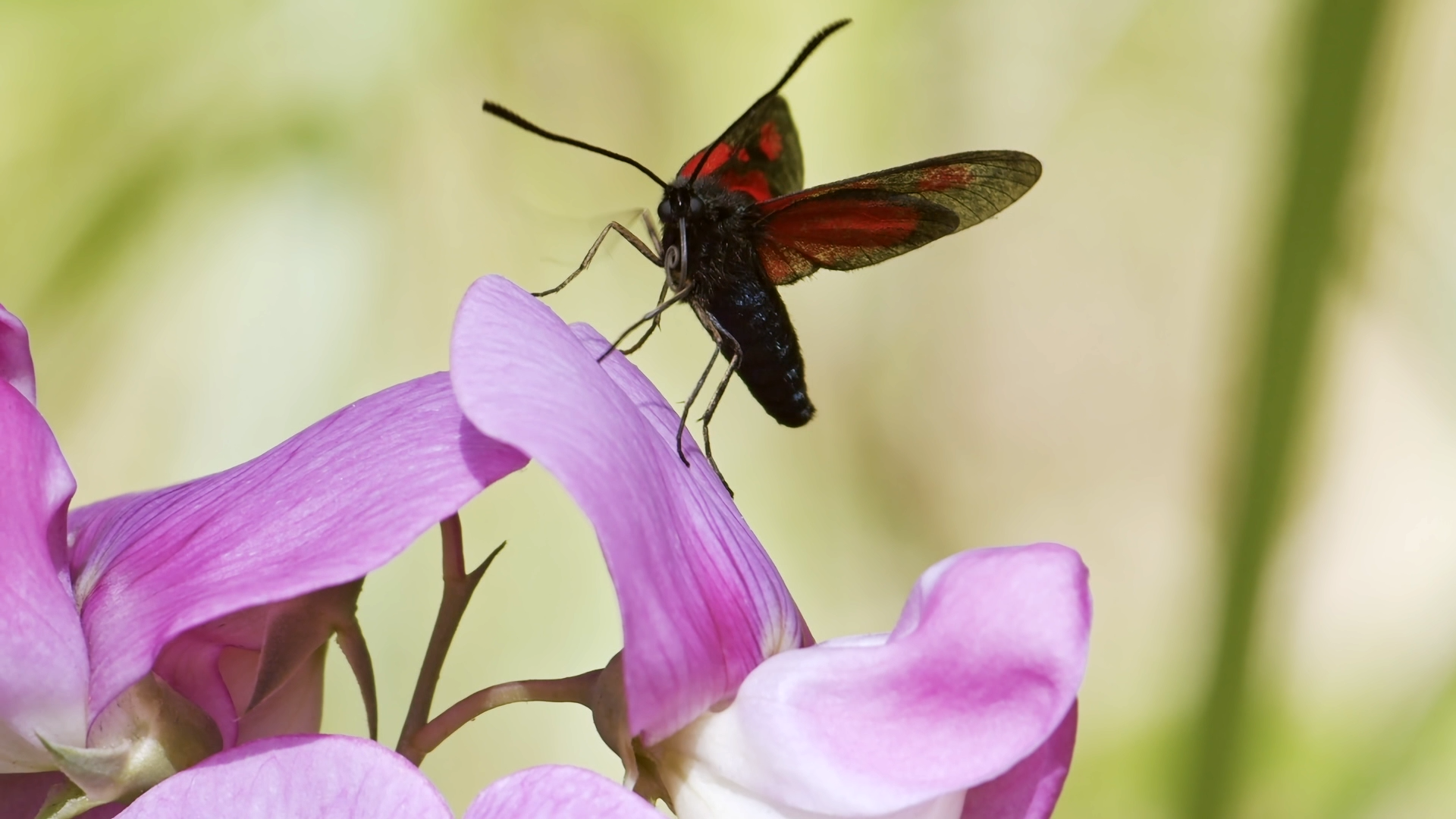 Le Sacre du printemps : immersion dans la nature en Normandie via une « slow tv » sur France.tv — Documentaires