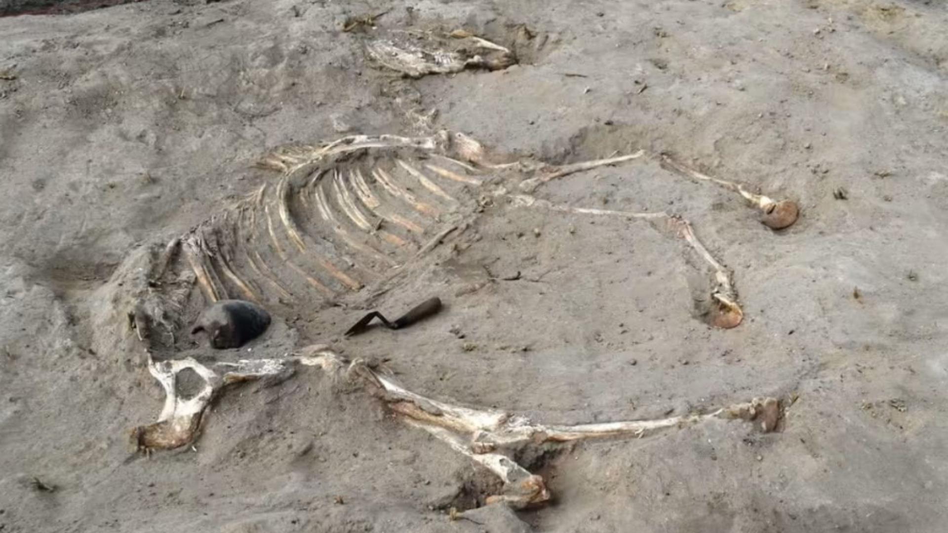 Des archéologues égyptiens mettent au jour la sépulture d’un cheval de guerre datant de Ramsès II