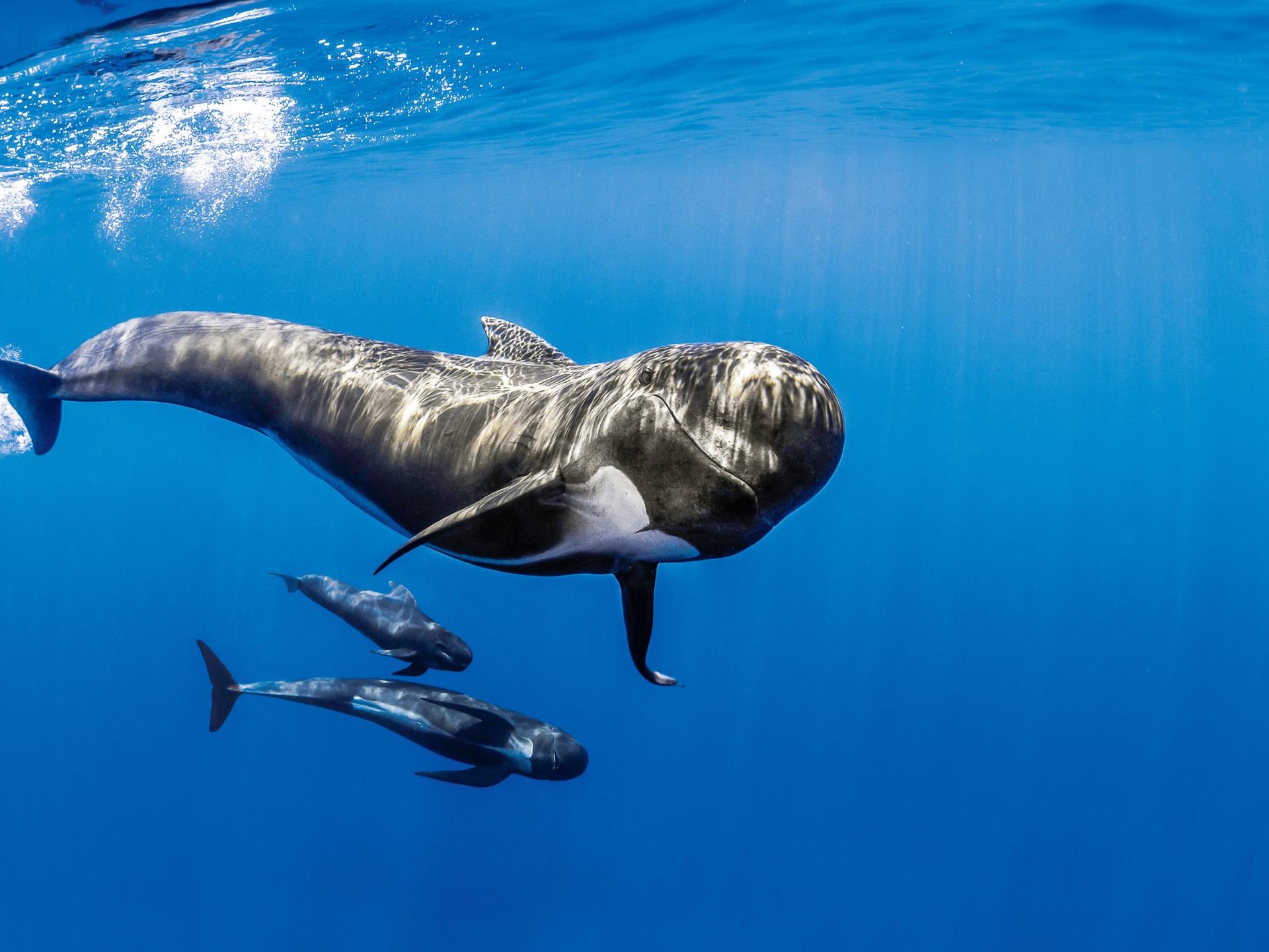 Livre 'Connaître Les Baleines Et Les Cachalots' – Maxime Boissée – État Correct, Bibliothèque