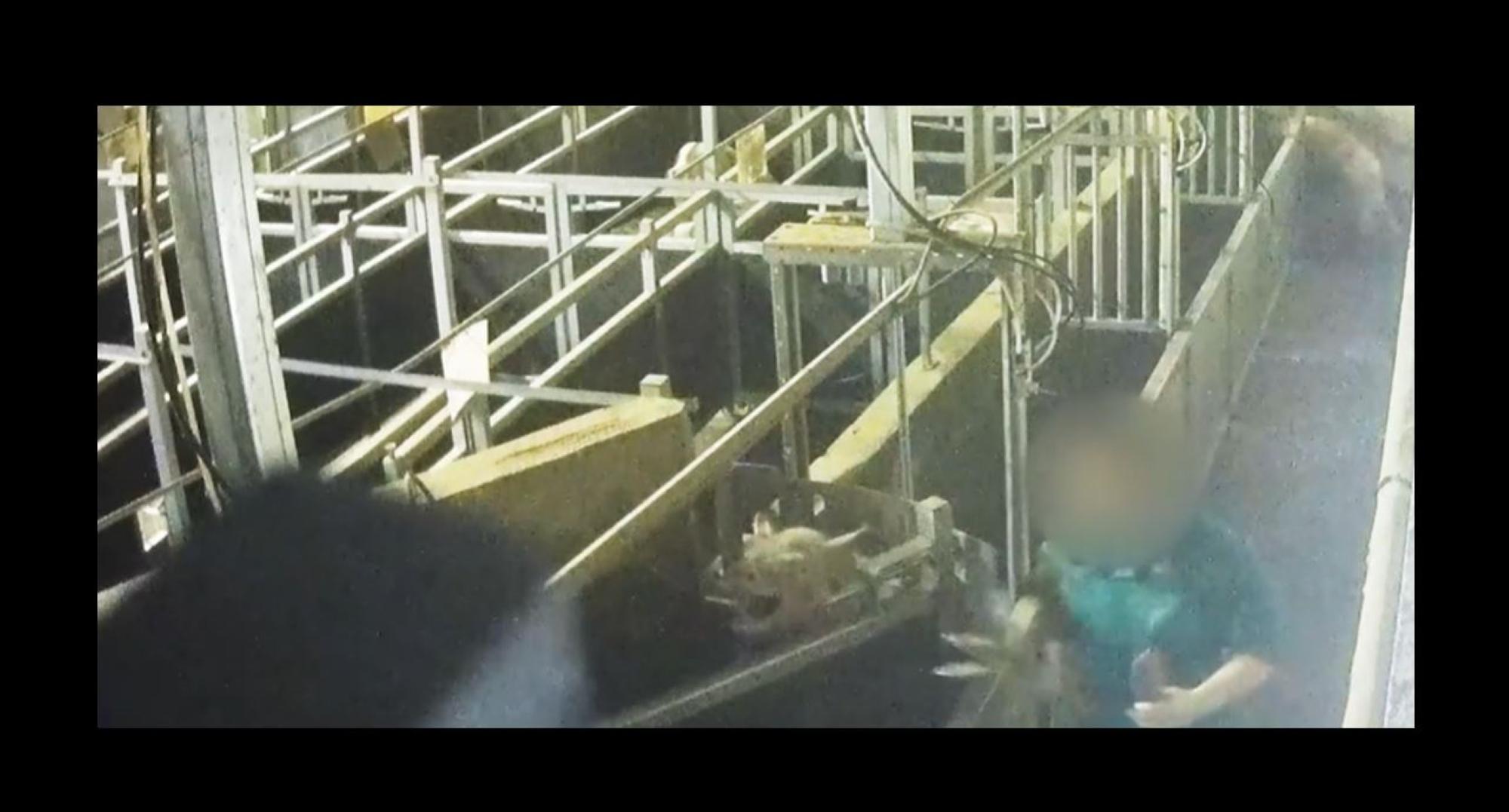 Animaux égorgés conscients ou découpés vivants : L214 porte plainte contre un abattoir de la Loire, une enquête préfectorale lancée