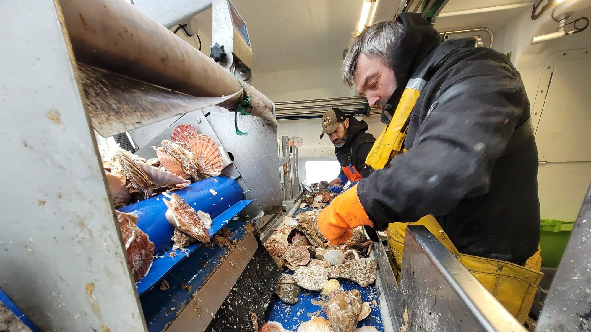 On déborde de Saint-Jacques : en baie de Seine, l’abondance record de coquilles fait le bonheur des pêcheurs