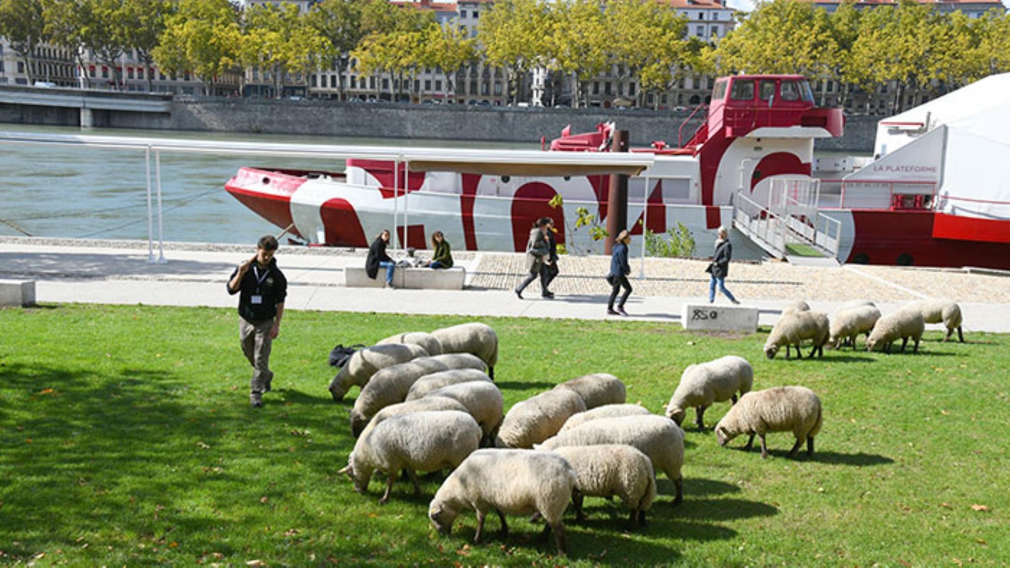 Des moutons à la Tête d'Or : la transhumance urbaine revient à Lyon