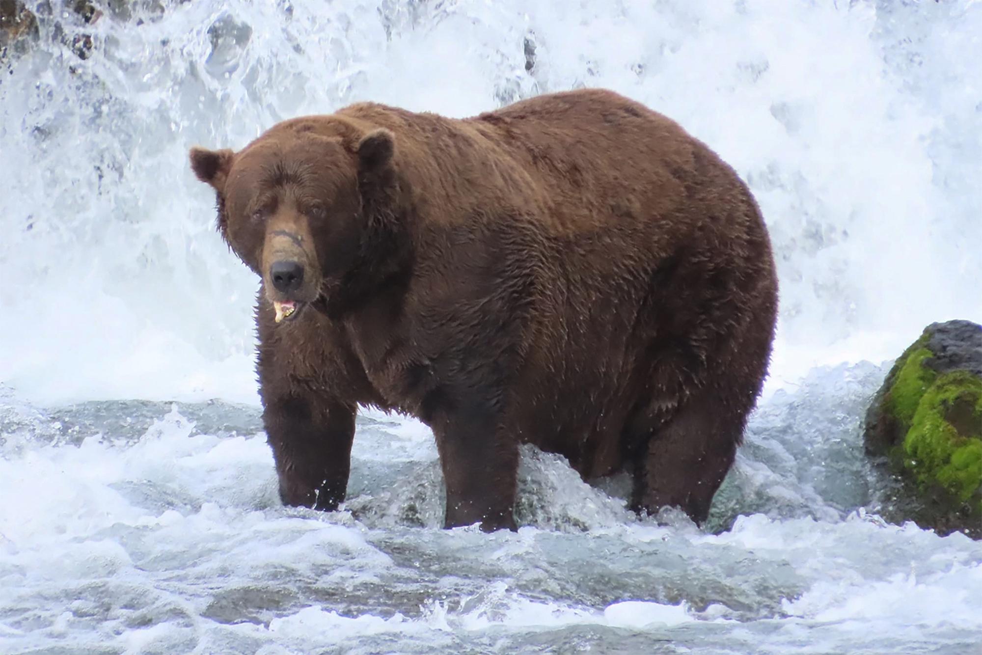 «Fat Bear Week» : les Américains appelés aux urnes pour élire l’ours le plus gras d’Alaska