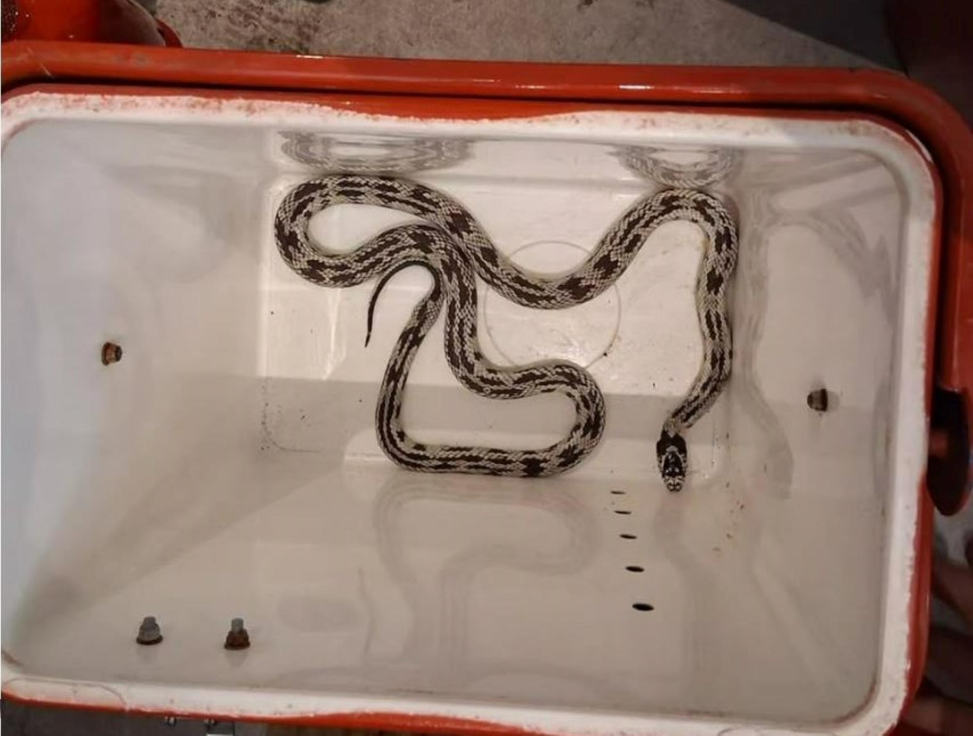 Frayeur pour les clients d’une terrasse lyonnaise, surpris par un serpent roi de Californie