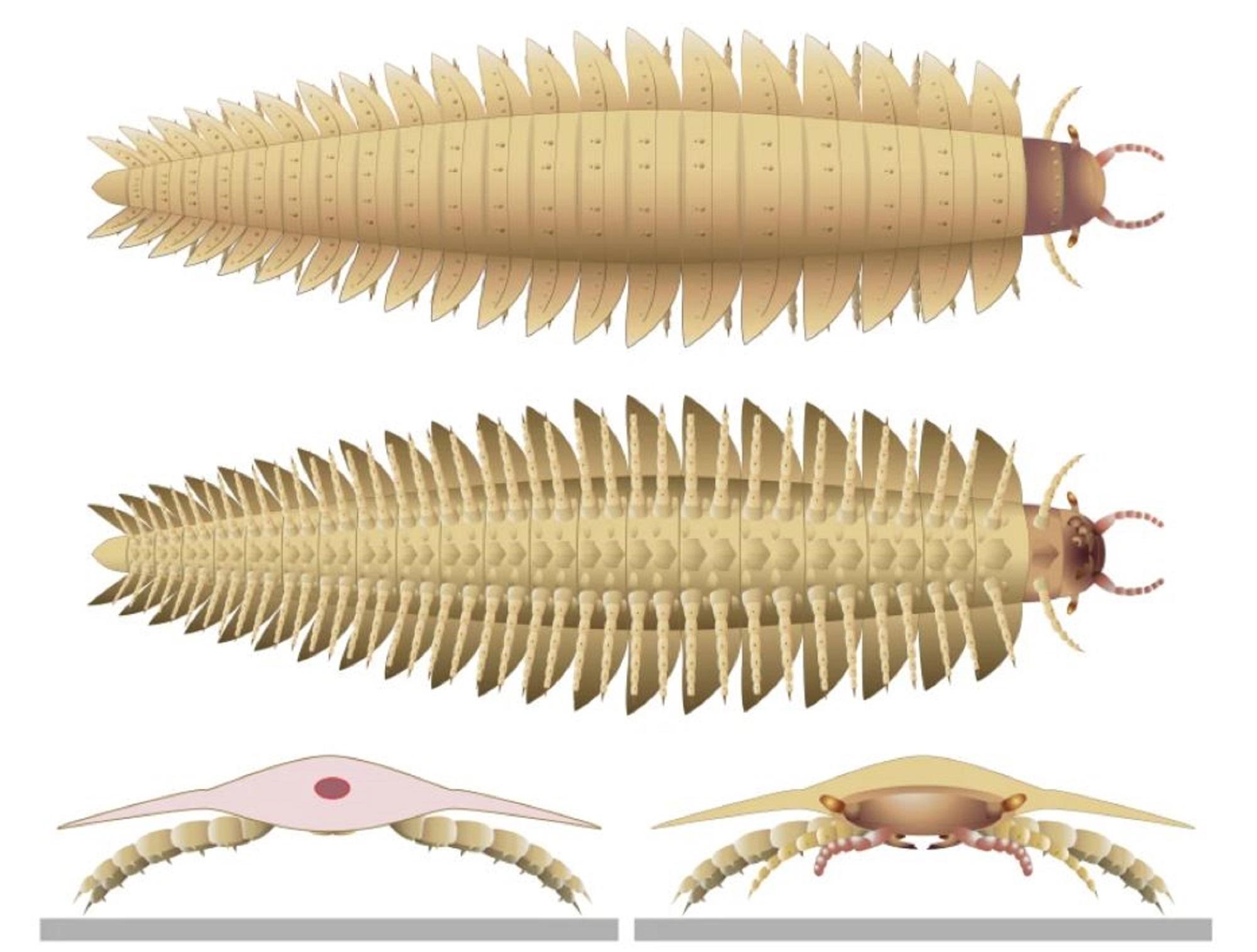 Des scientifiques modélisent la tête d’un mille-pattes géant disparu de 2,6 mètres de long