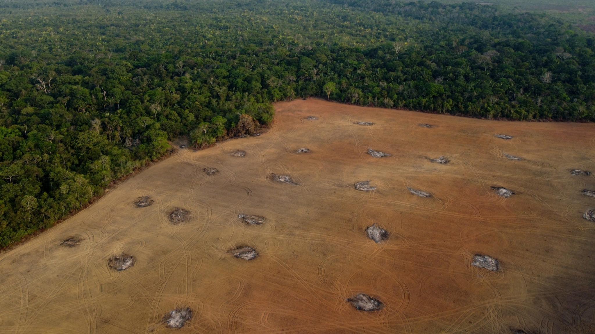 En limitant les précipitations, la déforestation fait dangereusement chuter les rendements agricoles