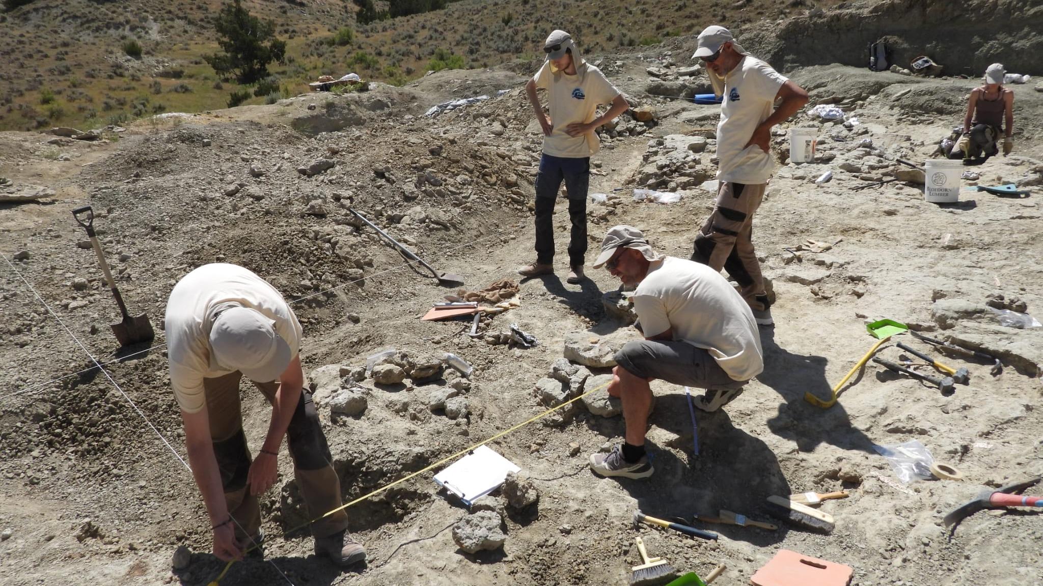 Un dinosaure au long cou découvert dans les Rocheuses