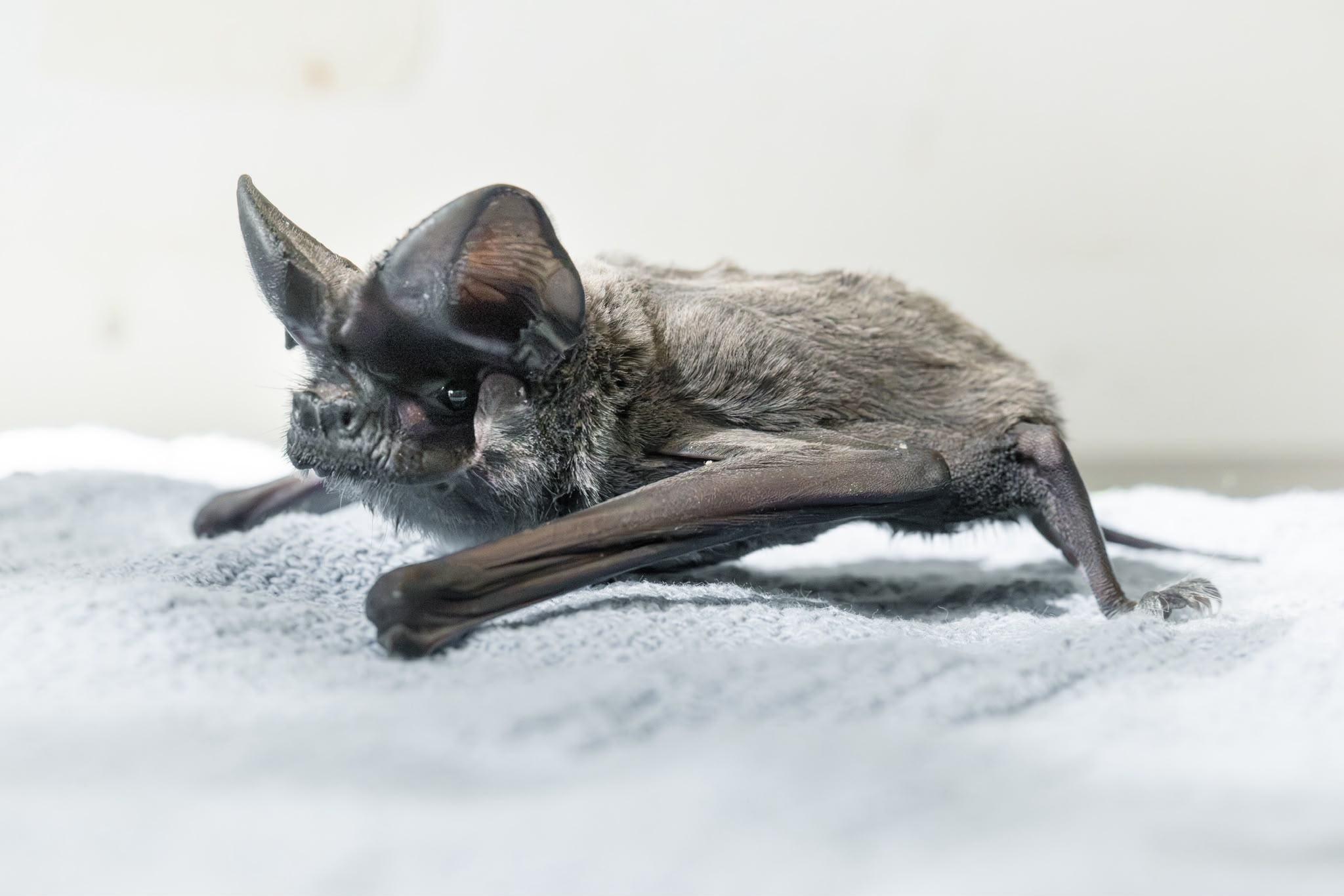 Sur les trottoirs de Nice, une pluie de chauves-souris contaminées au plomb