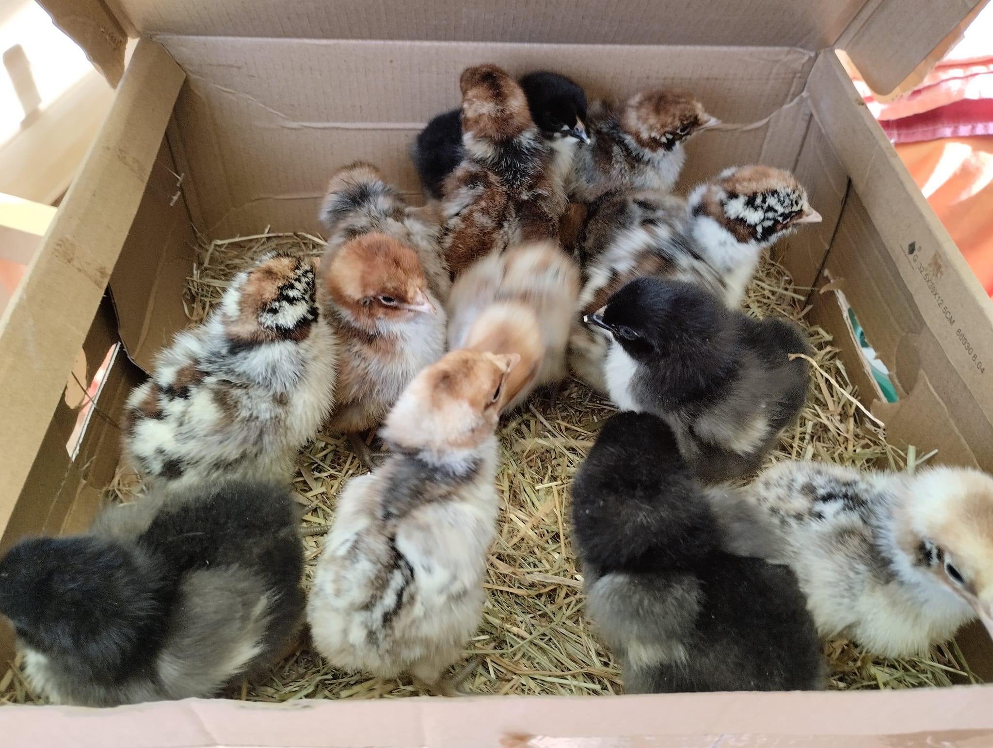 En Gironde, un agriculteur tente de préserver les races de poules anciennes françaises