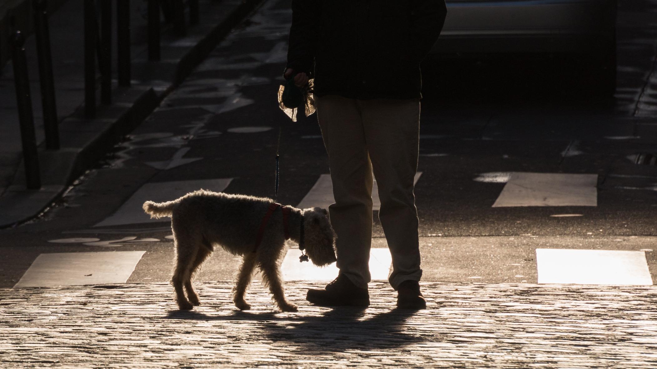 Un homme ouvre le feu sur le propriétaire d’un chien qui a fait ses besoins à côté de son domicile