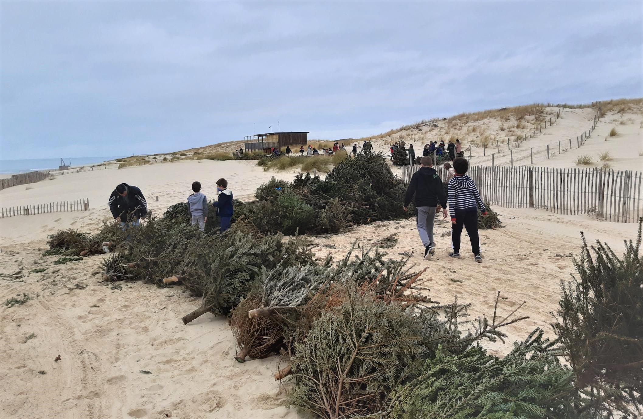 Cette commune du Bassin d’Arcachon recycle les sapins de Noël pour protéger les dunes de l’érosion