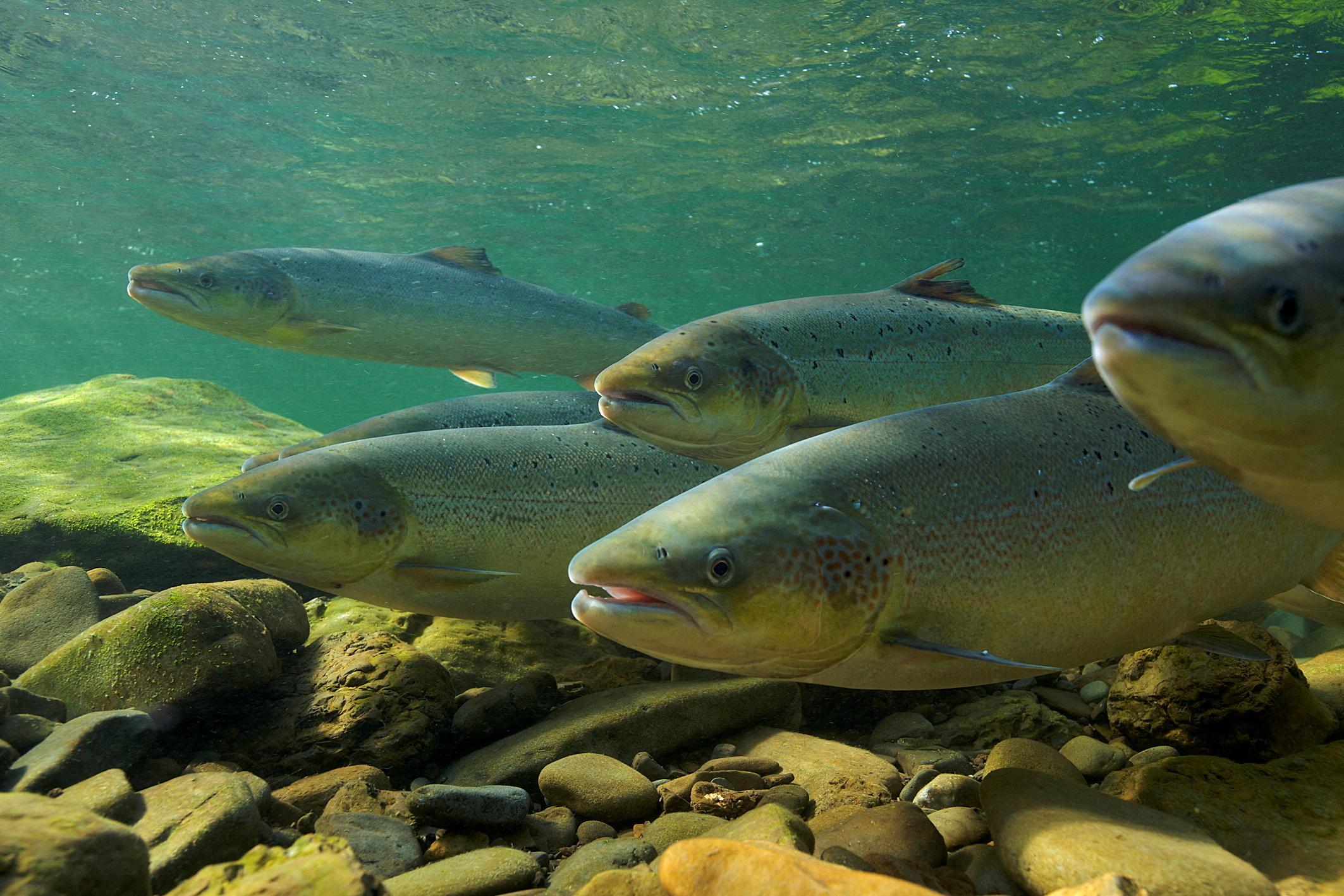 L'inquiétante chute du nombre de saumons britanniques, pour cause de pollution des rivières