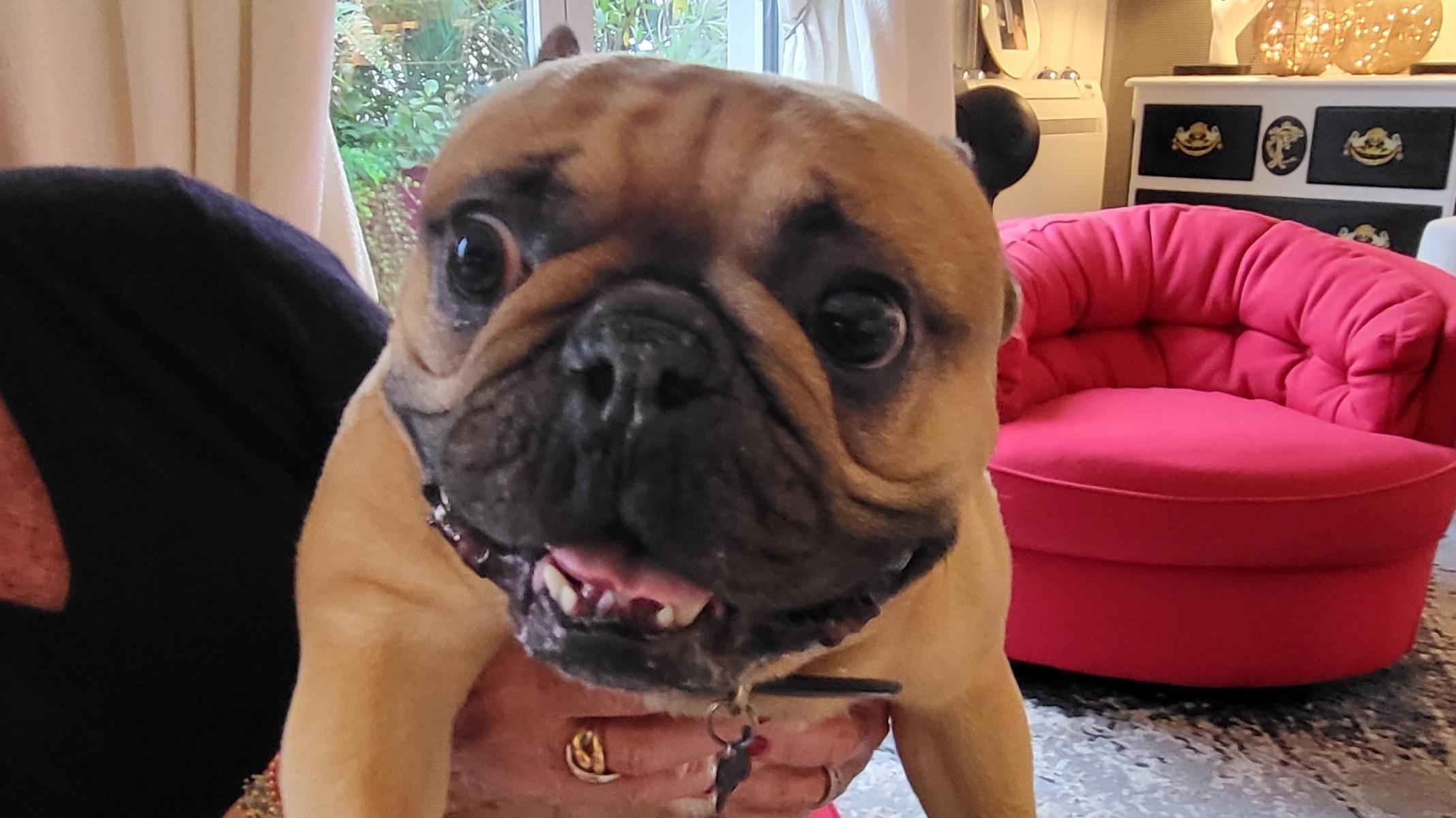 Popeye, 6 ans, le vendredi 7 février, dans l’appartement avec terrasse et balcon qu’il occupe avec Claude-France, dans le quartier du Trocadéro, à Paris.