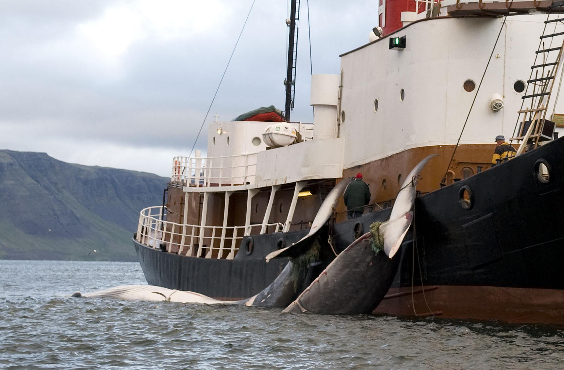 Islande : le gouvernement démissionnaire autorise la chasse à la baleine jusqu'en 2029