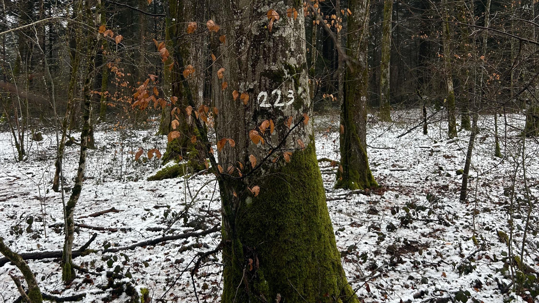 Mosaïque d’arbres et îlots de biodiversité: en Haute-Marne, on imagine la forêt de demain