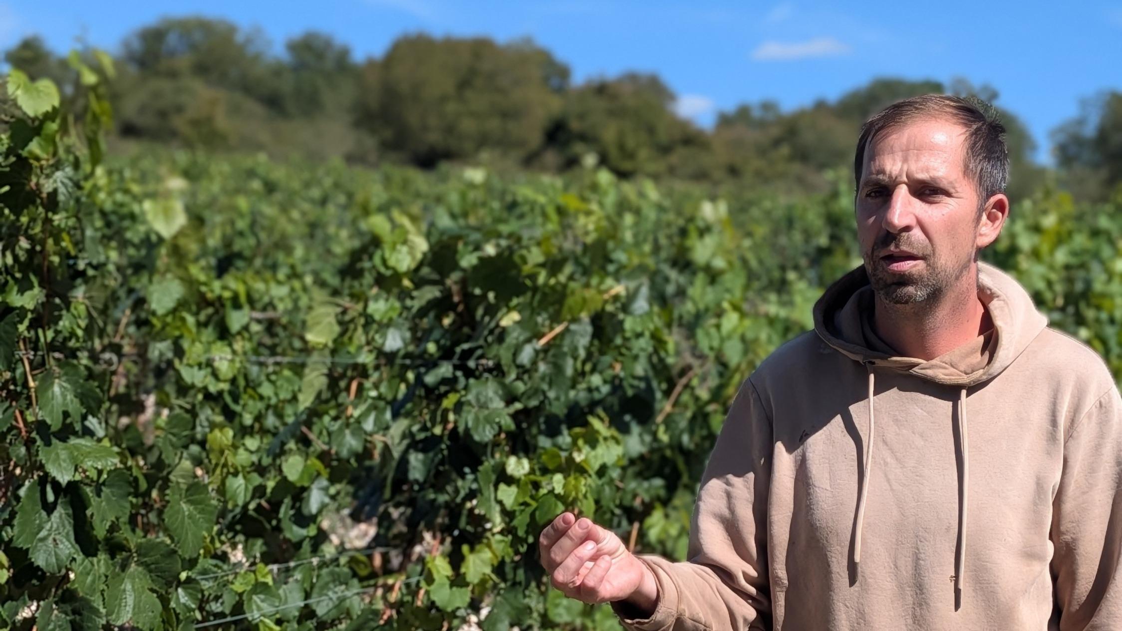 «Jamais je n’aurais pensé devenir éleveur» : au domaine Lafon, le vin ne suffit plus