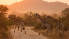 Circuit Afrique du Sud | 15 jours | Grands sites d'Afrique du Sud & Victoria Falls