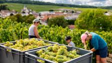 «Un millésime porteur d’espoir» : entre doutes et défis, la Champagne présente sa récolte 2025