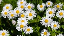 8 plantes qui n'ont pas besoin d'arrosage