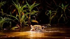 BrĂ©sil : dans les forĂȘts du Pantanal, sur les traces du jaguar