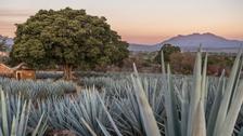 Notre road-trip au Mexique, le long de lâenvoĂ»tante route de la tequila