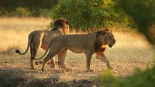 Zimbabwe : perdu en pleine savane, un enfant survit pendant cinq jours cerné de lions, d’éléphants et de léopards