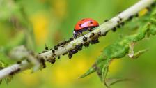 Les odeurs, la nouvelle piste contre les insectes ravageurs